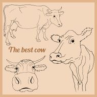 Vector drawing cow