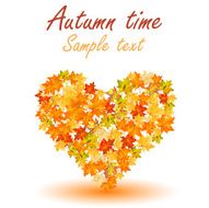 autumn maple leaves N8