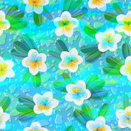 Tropical flowers plumeria N2