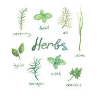Watercolor spices food herb set