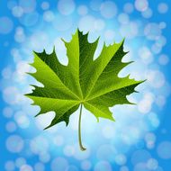 Green Maple Leaf N5