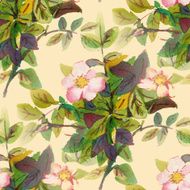 Dog rose