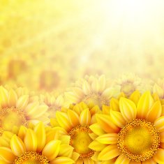 Sunflower petals with summer sun EPS 10