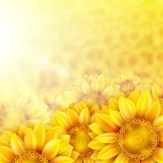 Sunflower petals with summer sun EPS 10 N2