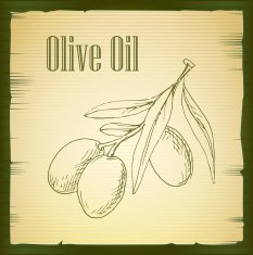 hand drawn olive branch - vector