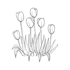 tulips pattern on white seamless background N4