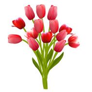 Floral Background with Tulips Vector Illustration N16