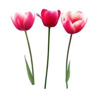 Floral Background with Tulips Vector Illustration N22