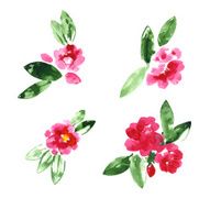 Collection of watercolor camellia flowers