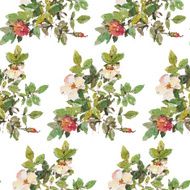 Dog rose N3