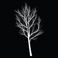 Trees with dead branch N62