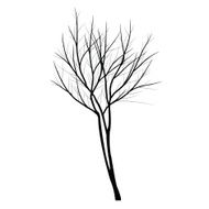 Trees with dead branch N65