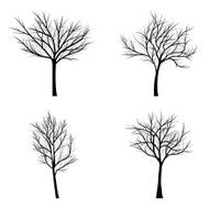Trees with dead branch N69