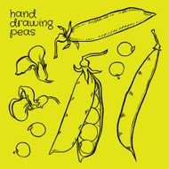 Hand drawn sketch peas