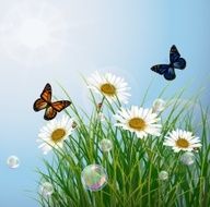 Butterflies were looking for honey in the flowers