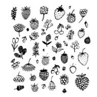 Berries collection sketch for your design