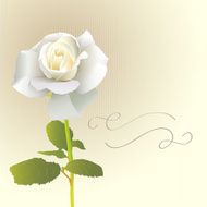 White Rose Card