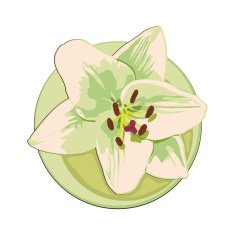 Lily Flower N4
