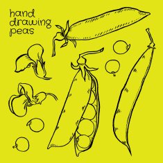 Hand drawn sketch peas
