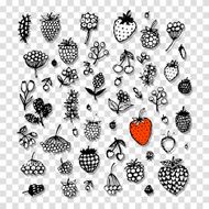 Berries collection sketch for your design N4