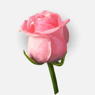 Rose blossoming vector illustration N2