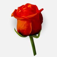 Rose blossoming vector illustration N3