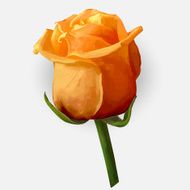 Rose blossoming vector illustration N4