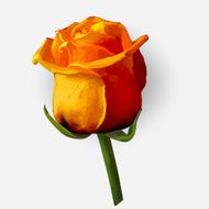 Rose blossoming vector illustration N5