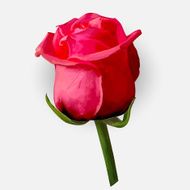 Rose blossoming vector illustration N6