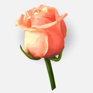 Rose blossoming vector illustration N8