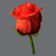 Rose blossoming vector illustration N9