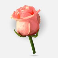 Rose blossoming vector illustration N10