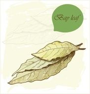 bay leaf