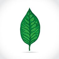 Magnolia leaf