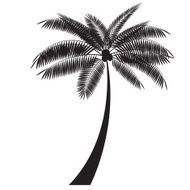 Palm Leaf Vector Illustration N8