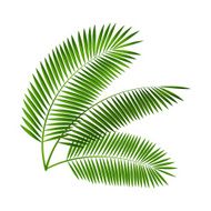 Palm Leaf Vector Illustration N9