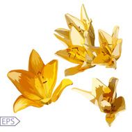 lily flowers set with light isolated on white background