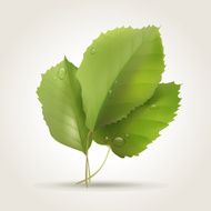 Leaves N58