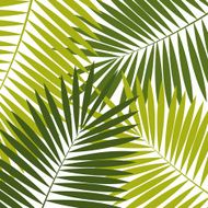Palm Leaf Background Vector Illustration