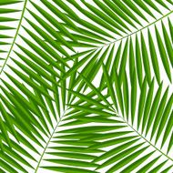 Palm Leaf Background Vector Illustration N2