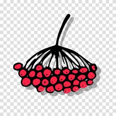 Rowan sketch on transparent background for your design
