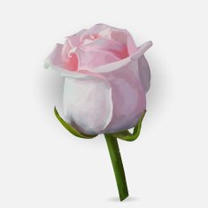 Rose blossoming vector illustration