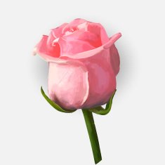 Rose blossoming vector illustration N2