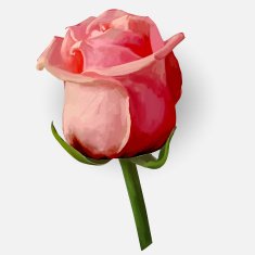Rose blossoming vector illustration N7
