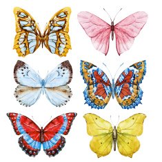 watercolor butterflies N4
