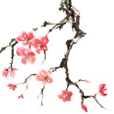 Plum blossom N8
