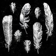White hand drawn feathers set