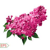 Spring izolate lilac flower for the design Vector illustration