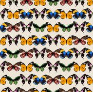 Seamless colorful background made of different butterflies