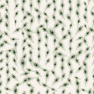 Seamless colorful background made of Peacock feathers